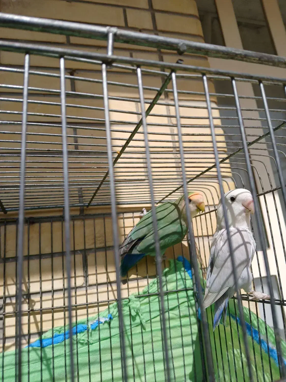 طوطی برزیلی|پرنده|شیراز, سجادیه|دیوار