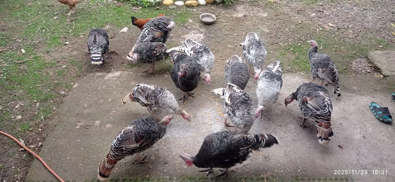 بوقلمون نر و ماده|حیوانات مزرعه|ضیابر, |دیوار