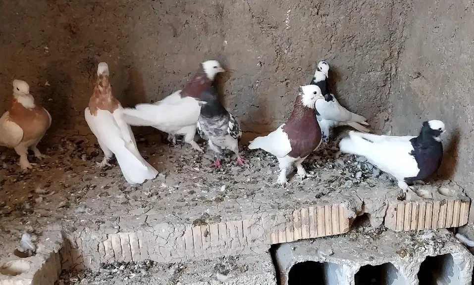 کبوتر طوقی|پرنده|داراب, |دیوار