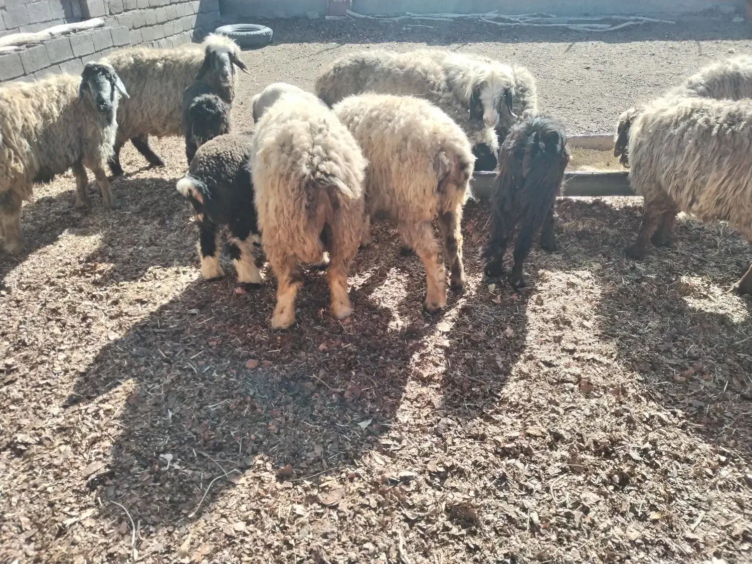 10عدد میش بختیاری با بره و ابستن|حیوانات مزرعه|کرمان, |دیوار