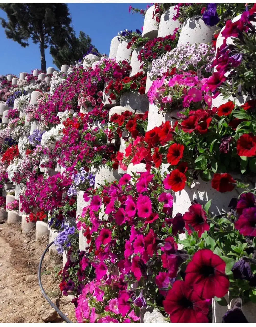 گلدان بتنی گلفوژ|خدمات باغبانی و درختکاری|تهران, بلوار کشاورز|دیوار