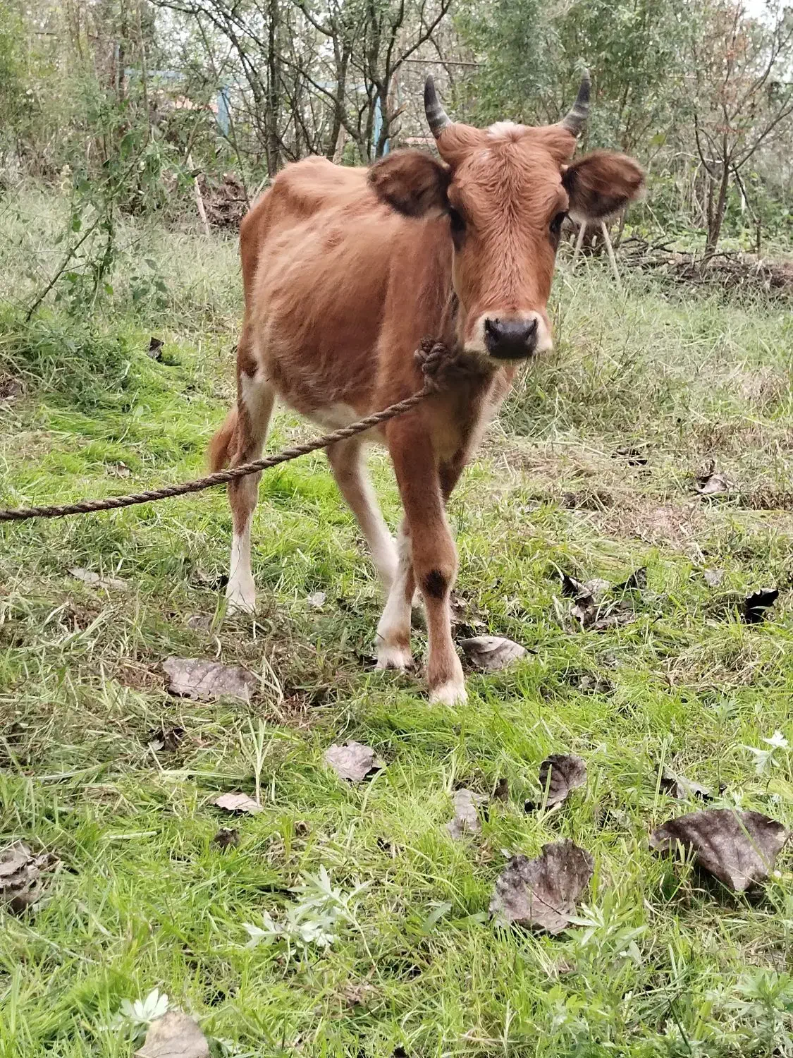 گوساله جوان یک ساله|حیوانات مزرعه|رشت, پسیخان|دیوار