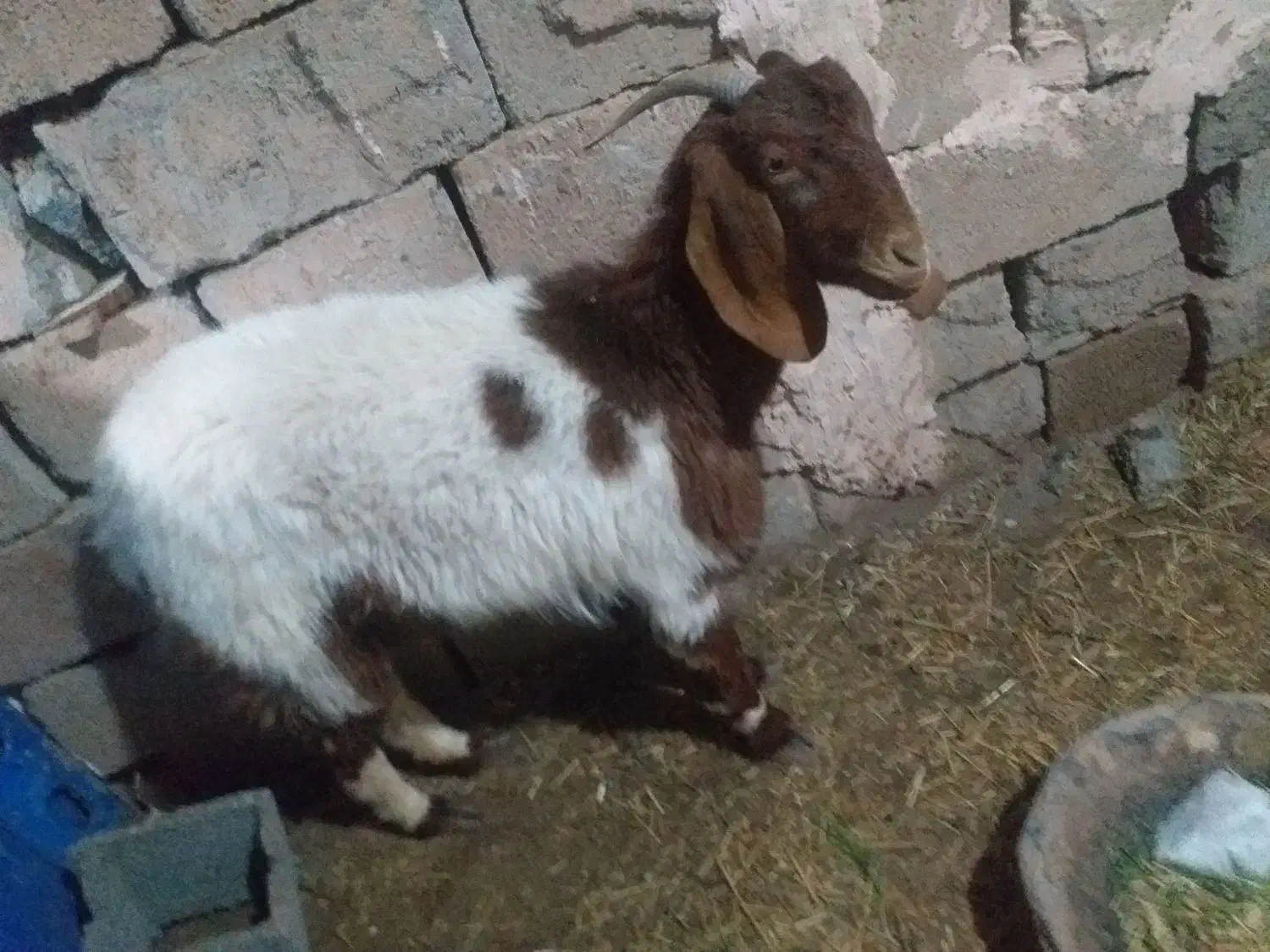 بز جوان|حیوانات مزرعه|سبزوار, رباط|دیوار