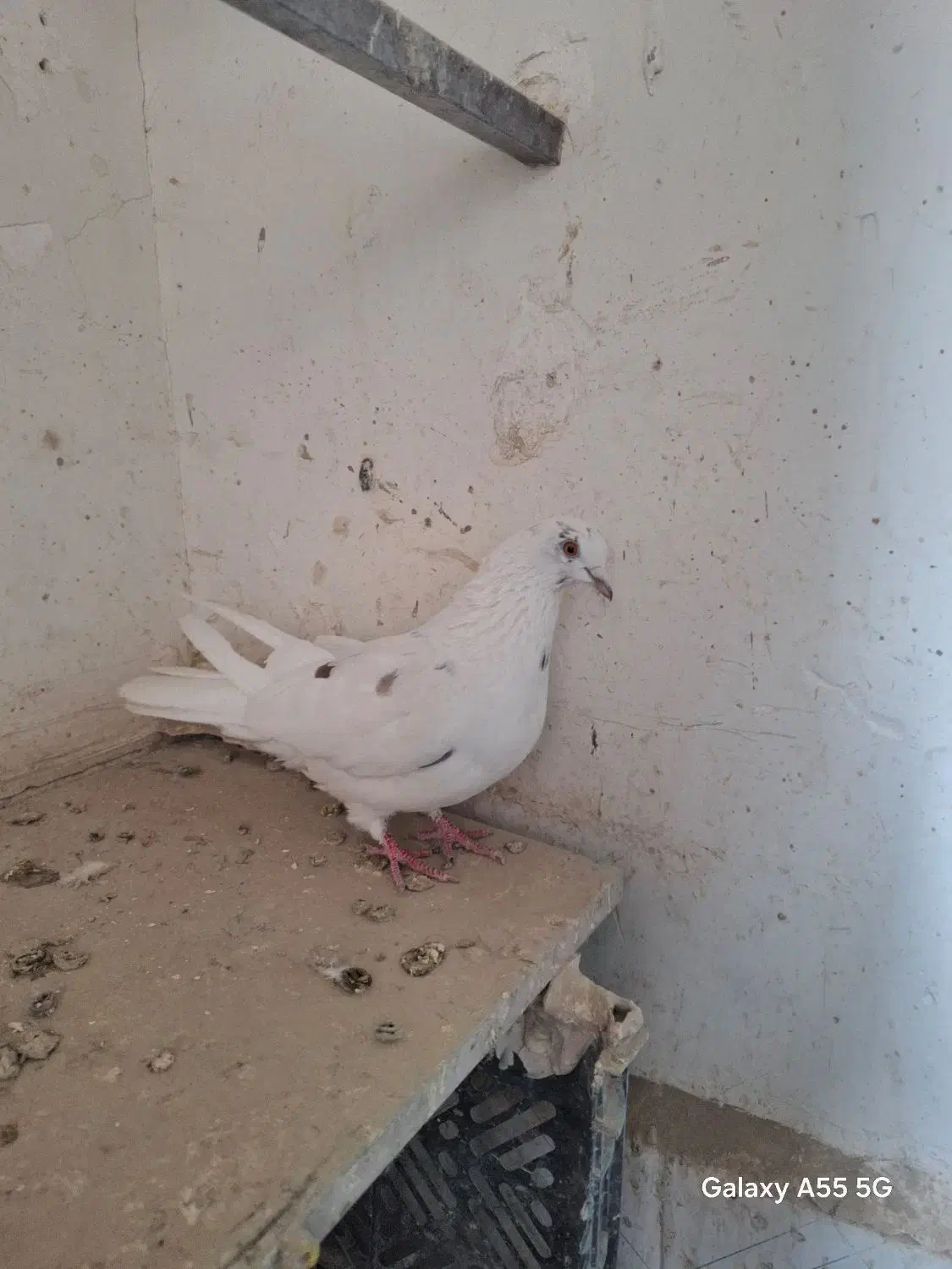 کبوترپرشی|پرنده|ارومیه, |دیوار