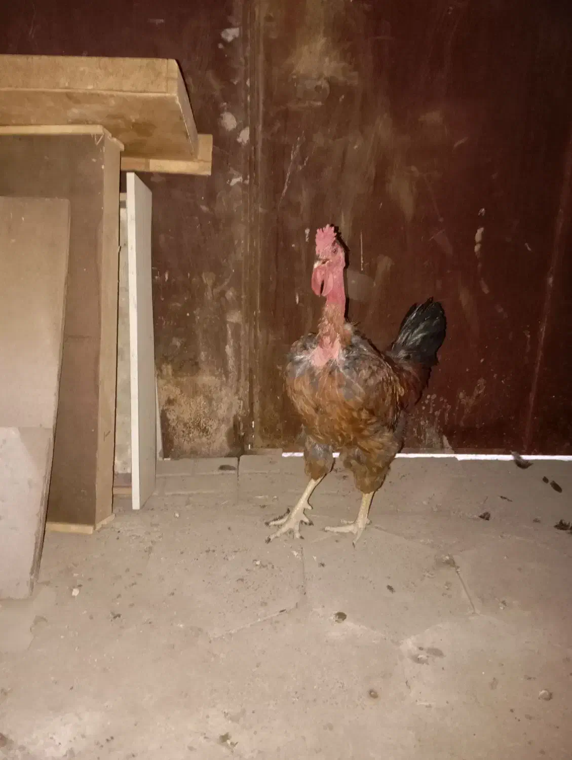 خروس گردن لخت|حیوانات مزرعه|مشهد, باغ فراگرد|دیوار