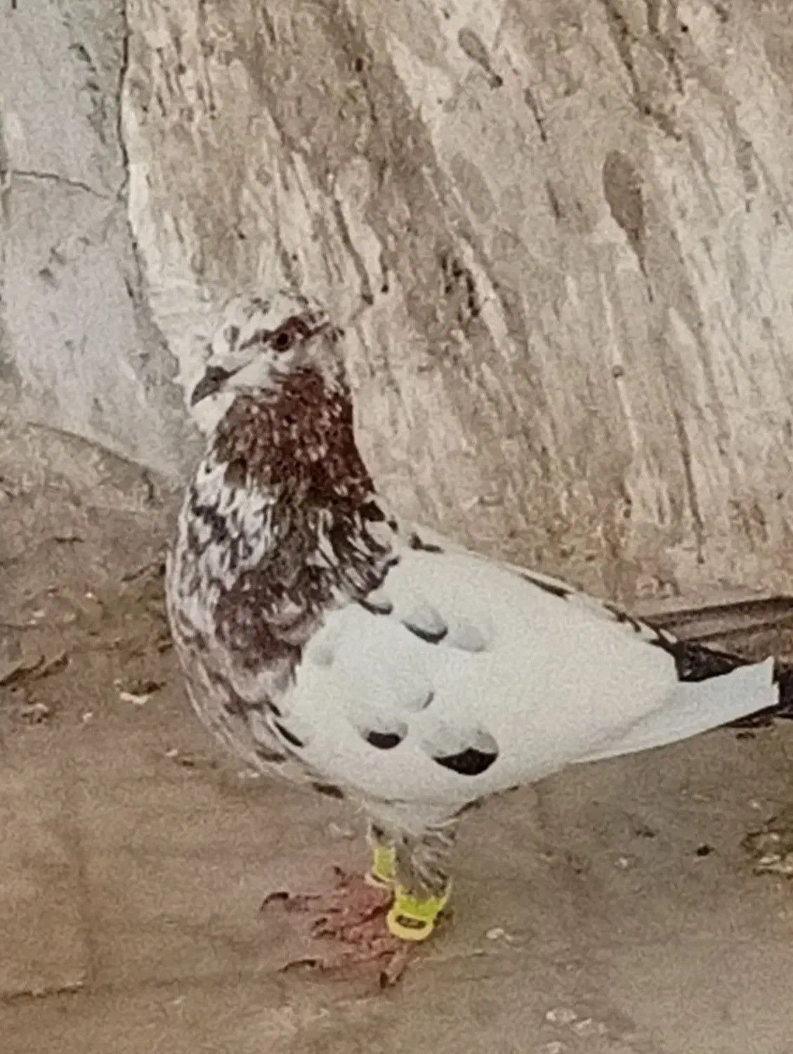 گم شده|پرنده|سبزوار, قلعهنو دهزار|دیوار