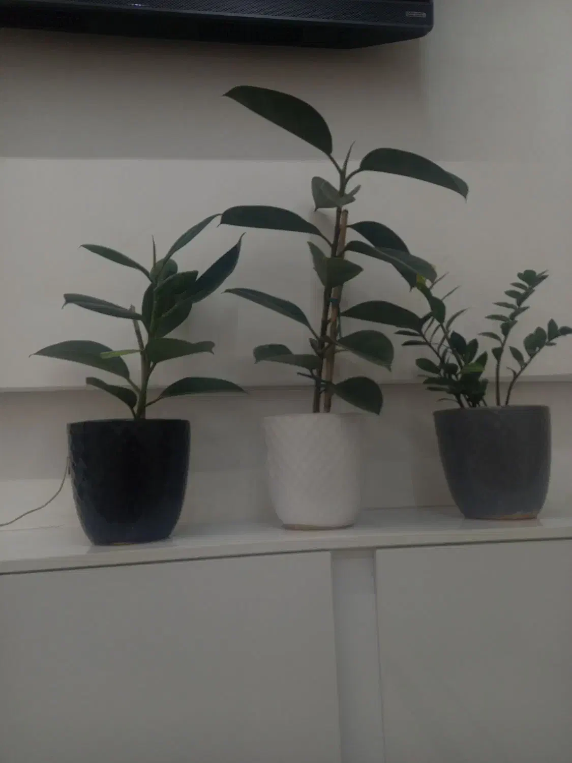 گل طبیعی|گل و گیاه طبیعی|گناباد, |دیوار