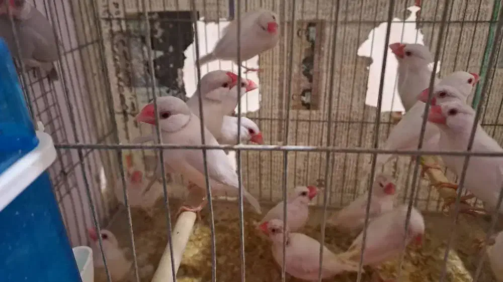 فنج نرگسی کرم لایت چشم قرمز جفت یک میلیون و هشتصد|پرنده|بندرعباس, |دیوار