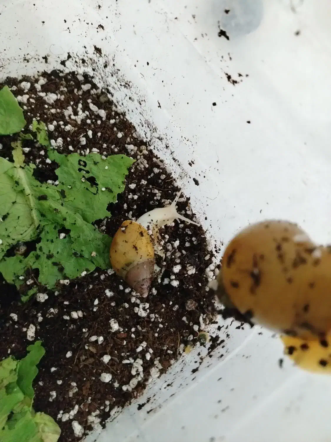 حلزون|خزنده|نیشابور, بنیاد شهید|دیوار