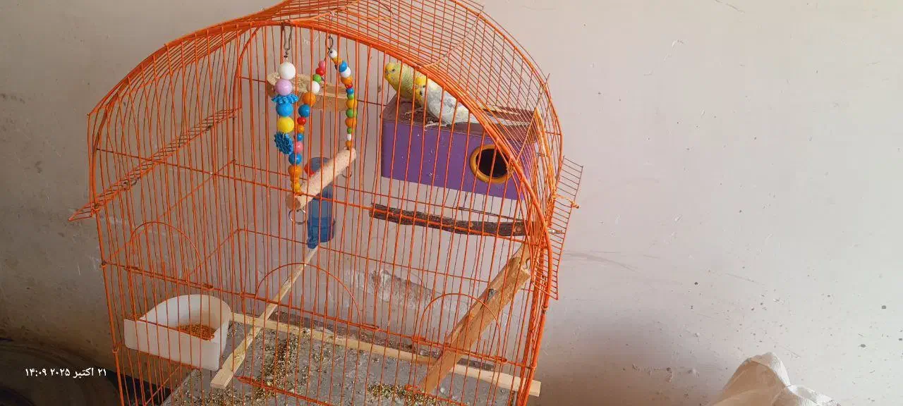 مرغ‌عشق|پرنده|بانه, |دیوار