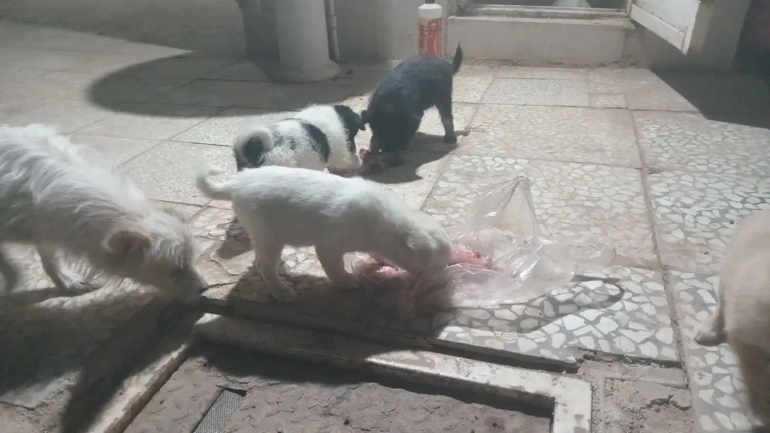 یک قلاده سگ و چهار توله  دو ماه|سگ|آران و بیدگل, |دیوار