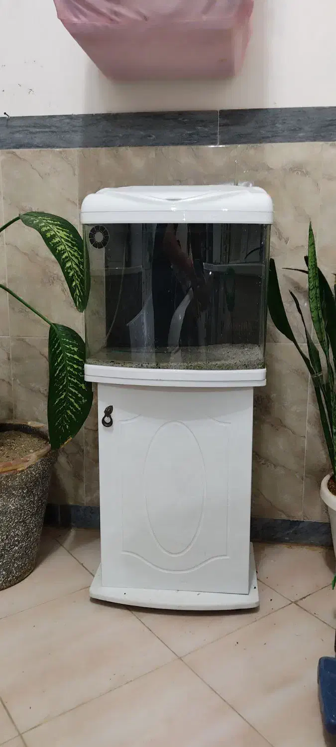 آکواریوم شیشه خم شرکتی ماهیران|ماهی|سقز, |دیوار