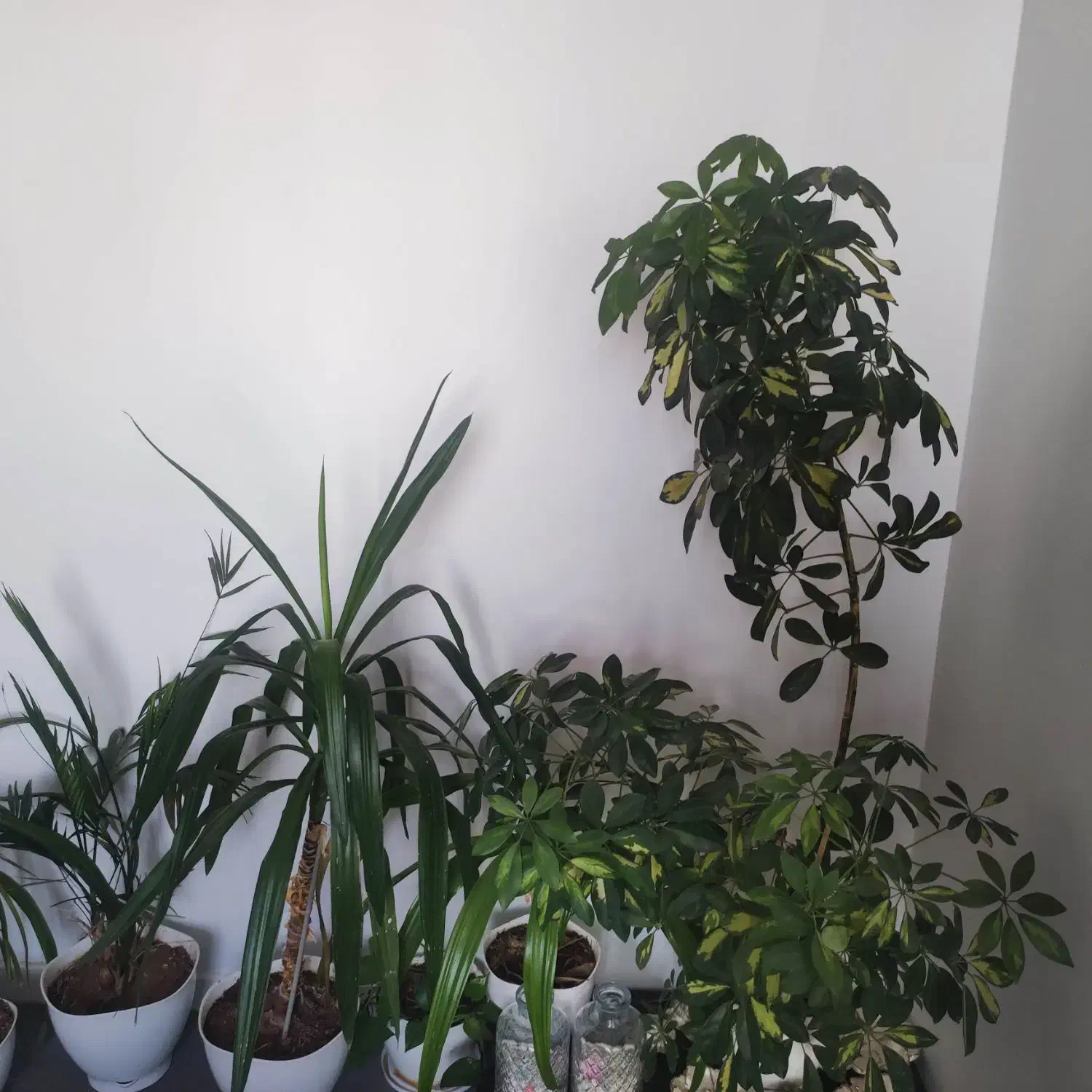 گل طبیعی|گل و گیاه طبیعی|شیراز, معالی‌آباد|دیوار