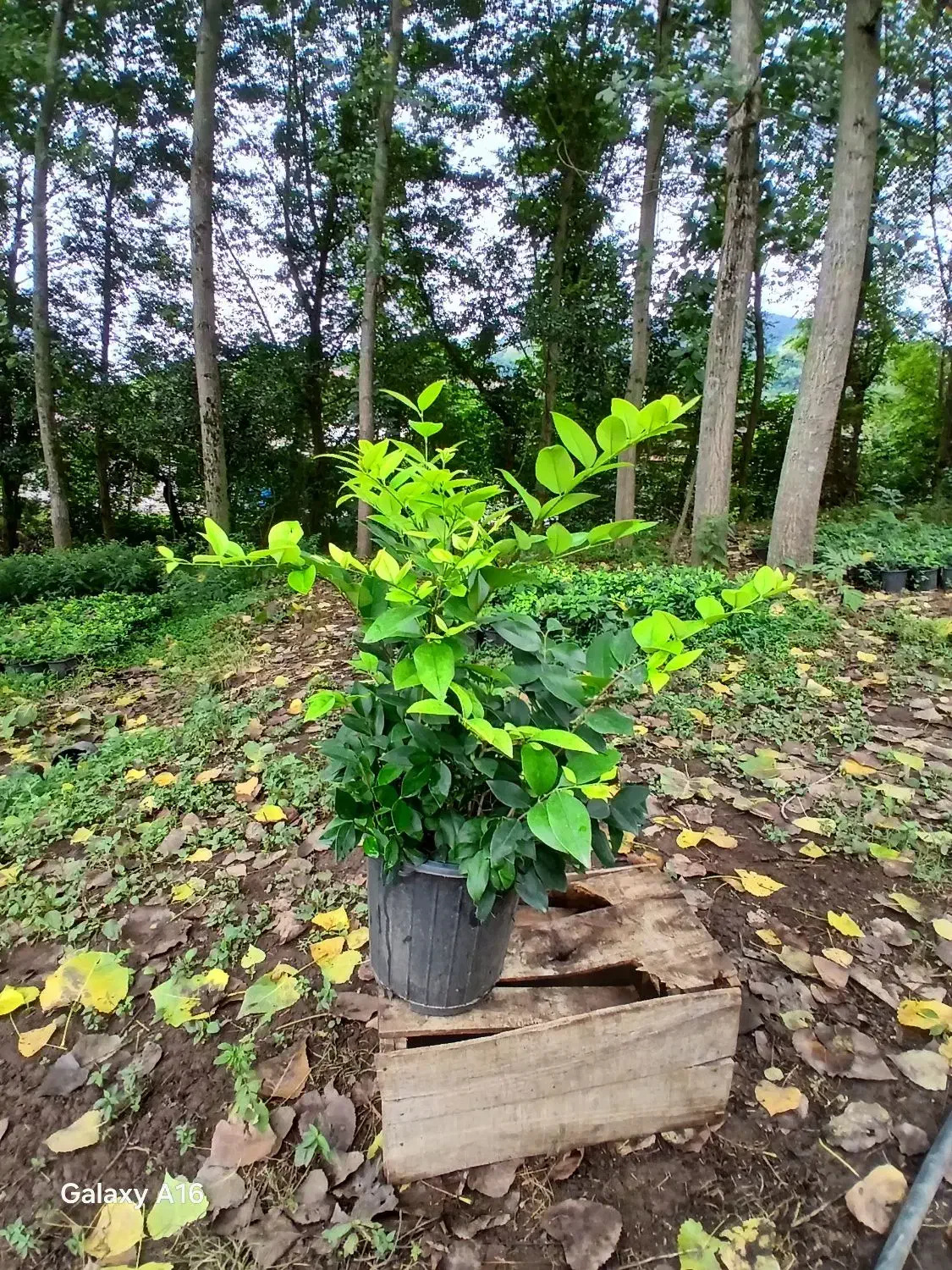 یاس هلندی سطل 10 هرس شده پر پر ریش پرس|گل و گیاه طبیعی|رحیم‌آباد, |دیوار