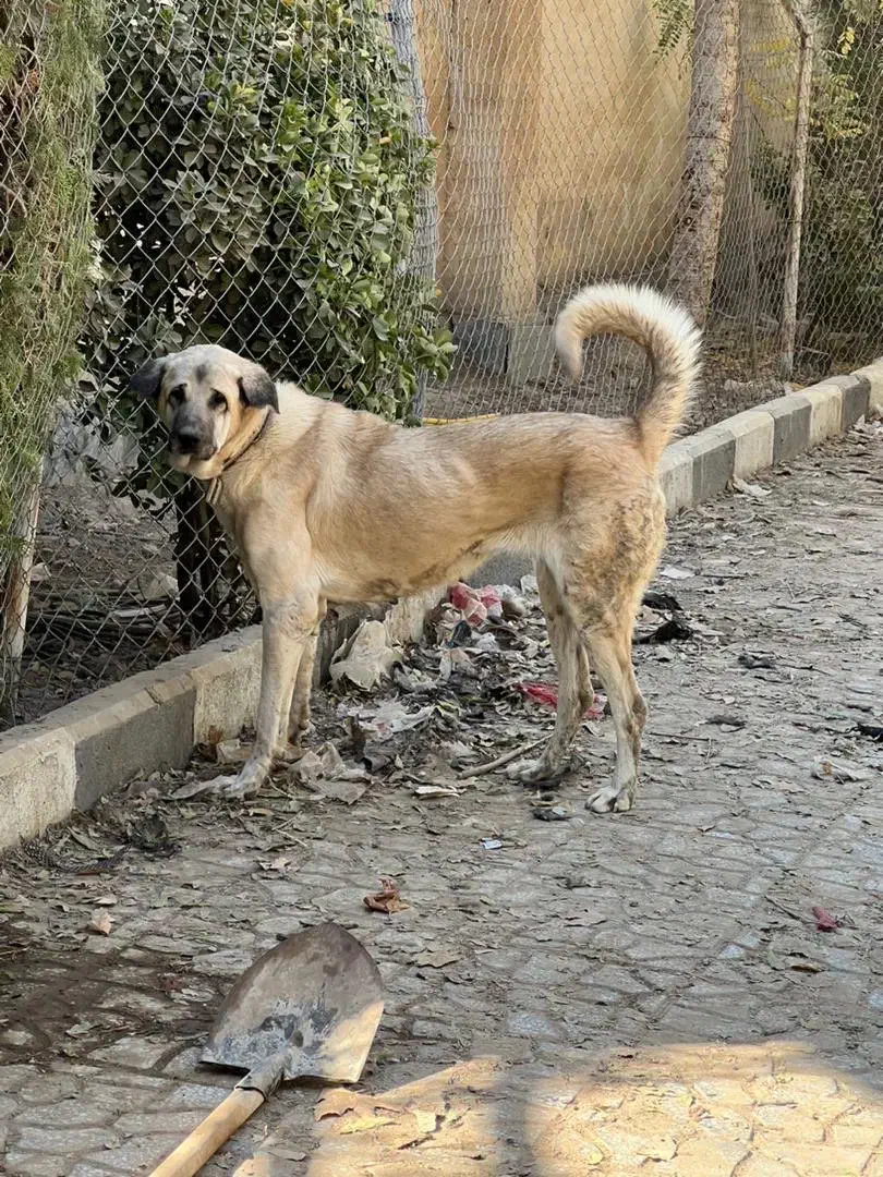 سگ عراقی کردی پژدر سراب|سگ|تهران, صادقیه|دیوار