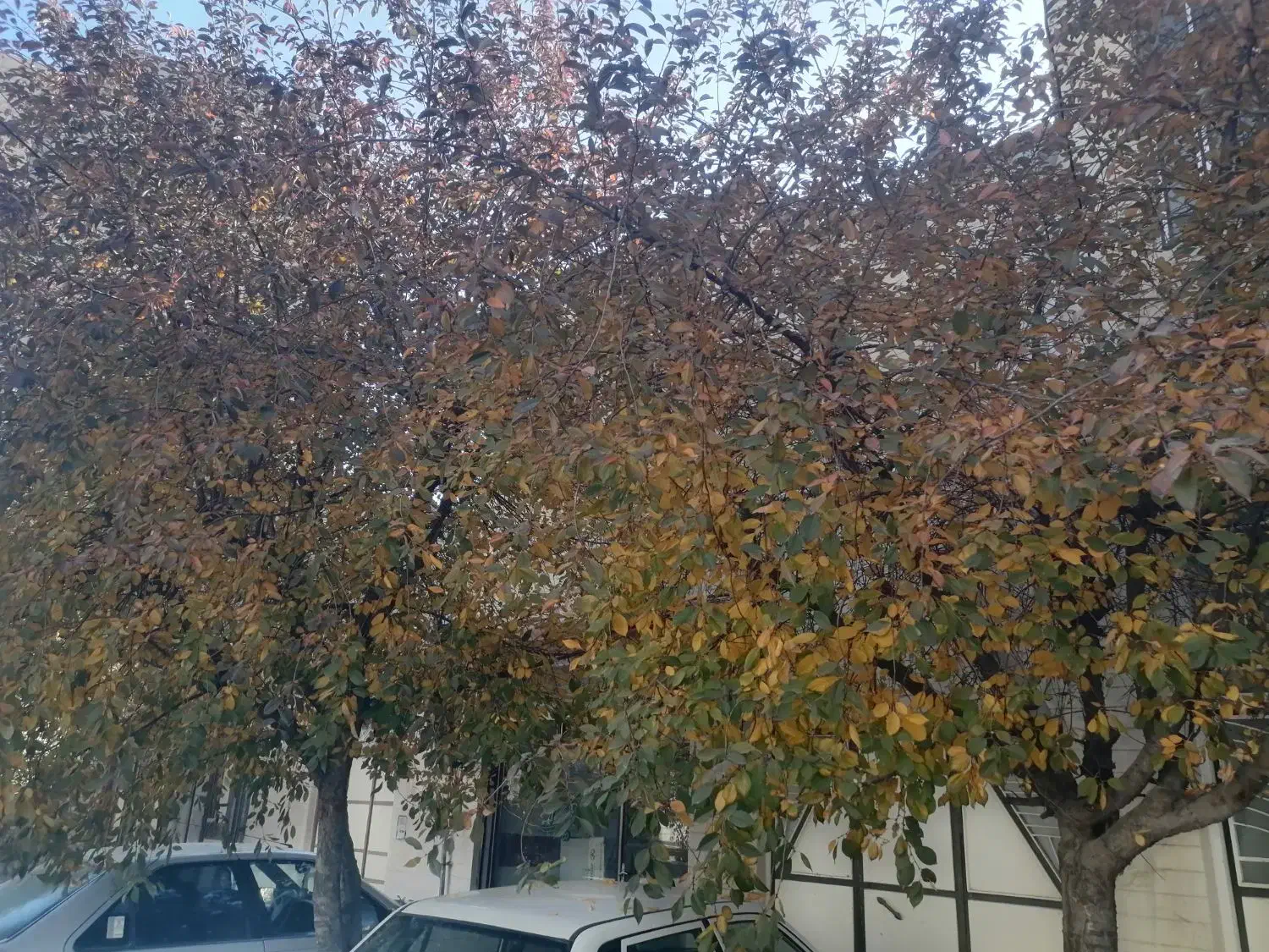 مغازه یا انباری|اجارهٔ مغازه و غرفه|سراب, |دیوار