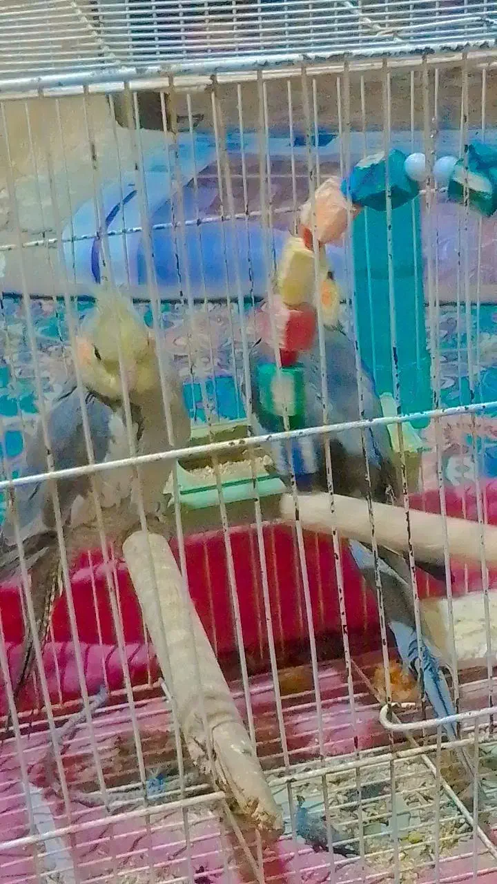 پرنده|پرنده|سراوان, |دیوار