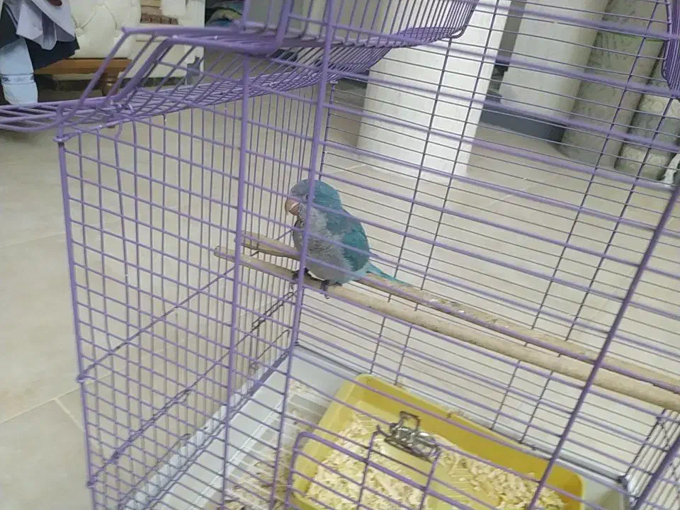 فروش جوجه طوطی راهب|پرنده|بابلسر, |دیوار