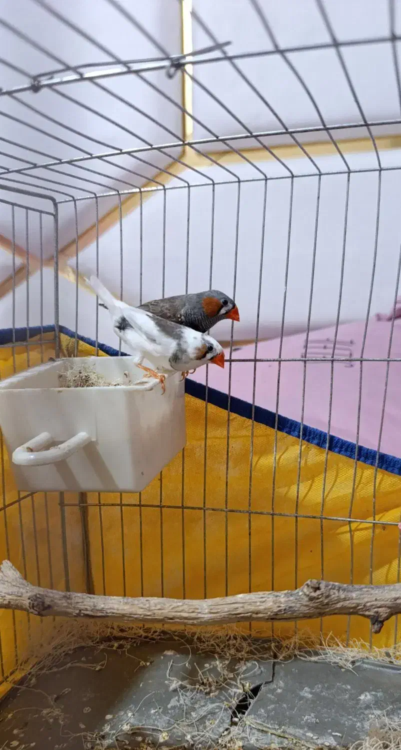 فنج|پرنده|خرم‌آباد, |دیوار