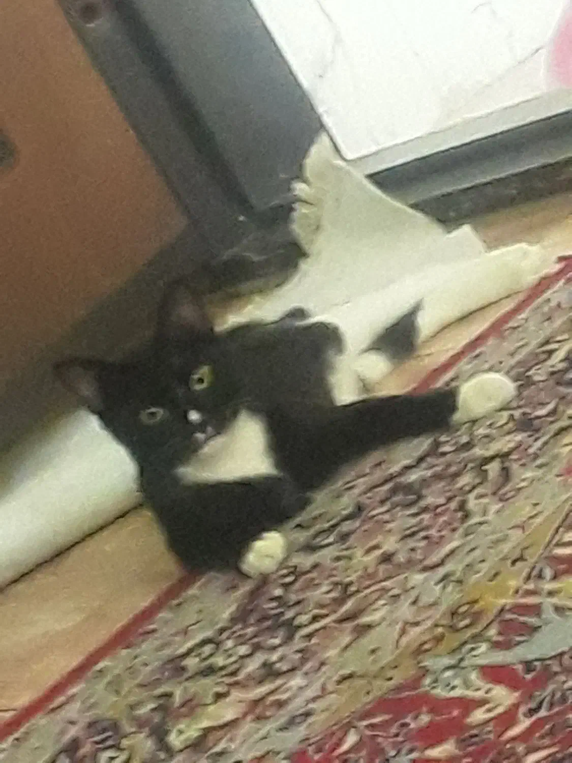 حیوانات|گربه|چهارباغ, |دیوار