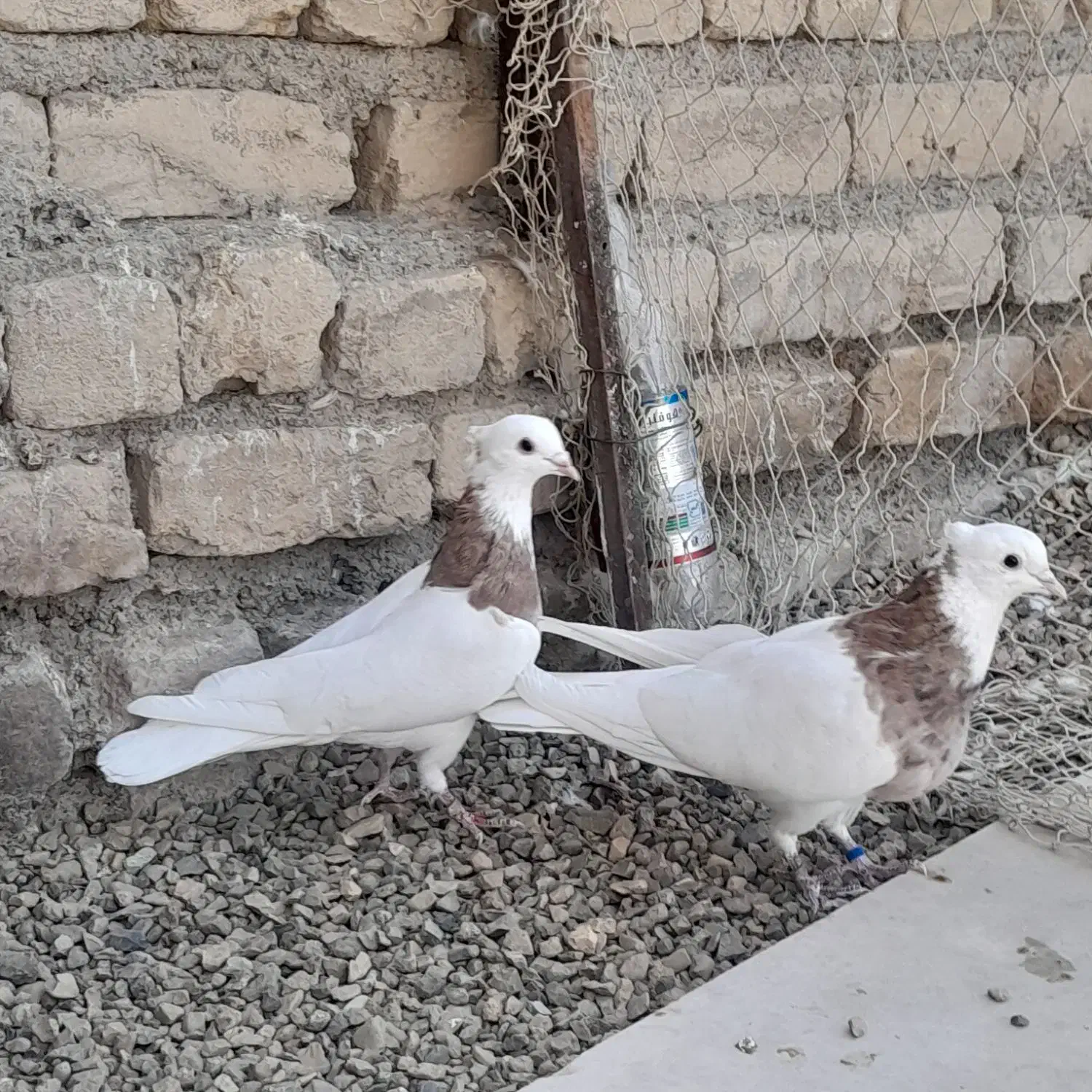 یه جفت کفتر طوقی سرور بدون غلط|پرنده|قم, صفائیه|دیوار