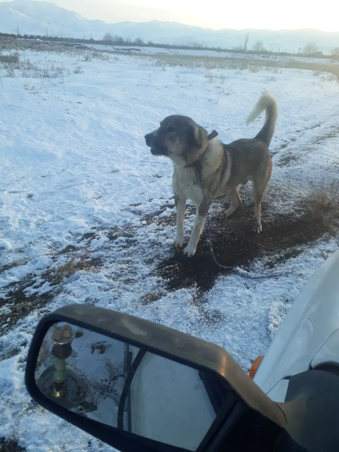 گم شده|حیوانات|نقده, |دیوار