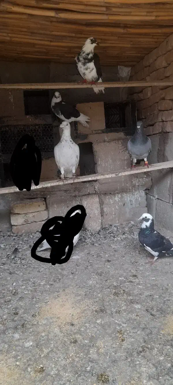 کبوتر|پرنده|فراغی, |دیوار