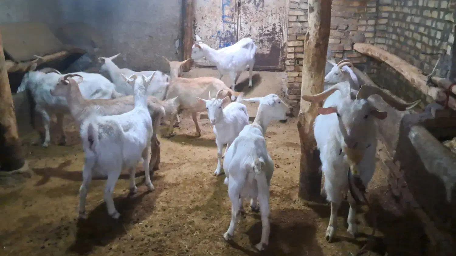 بز سانین|حیوانات مزرعه|انگوران, |دیوار