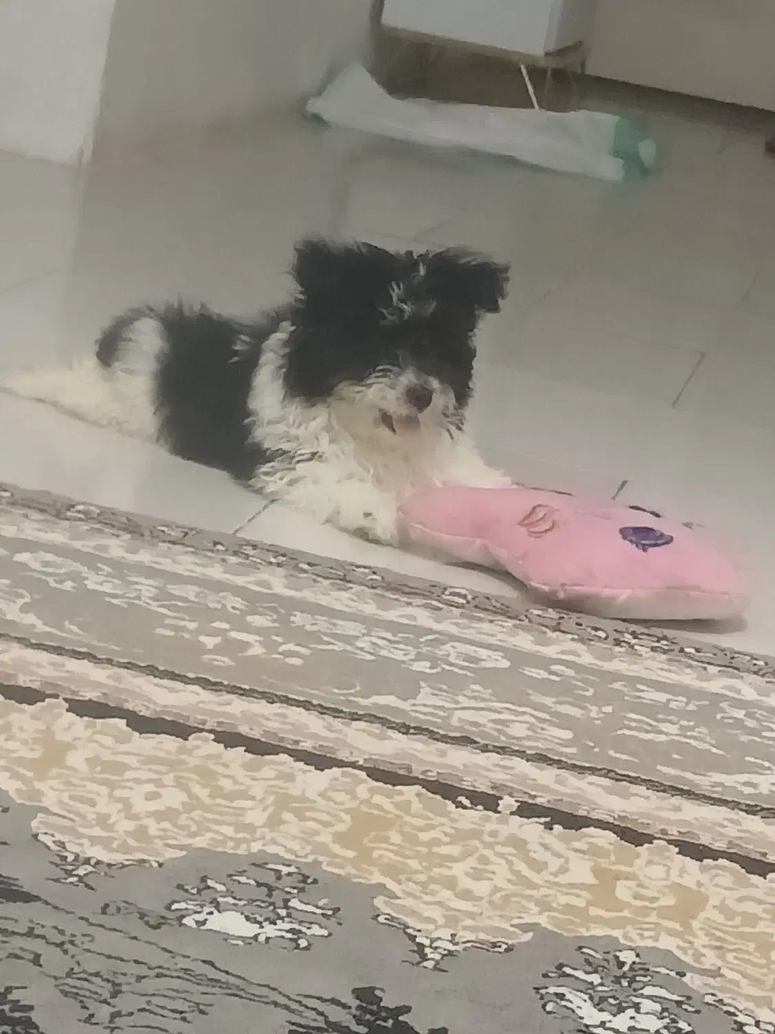 سگ میکس سگ پامر و شیتزو|سگ|پرند, فاز ۶|دیوار