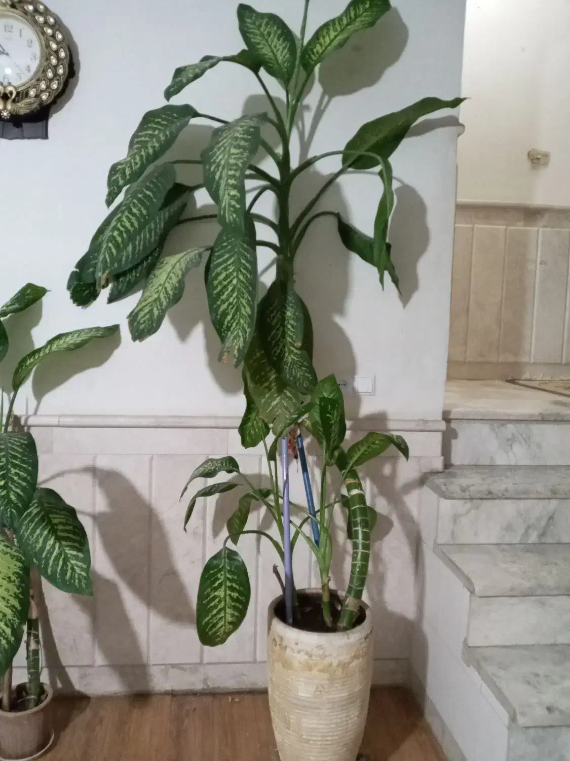 گل دیفن|گل و گیاه طبیعی|نیشابور, شهرک بسیج|دیوار