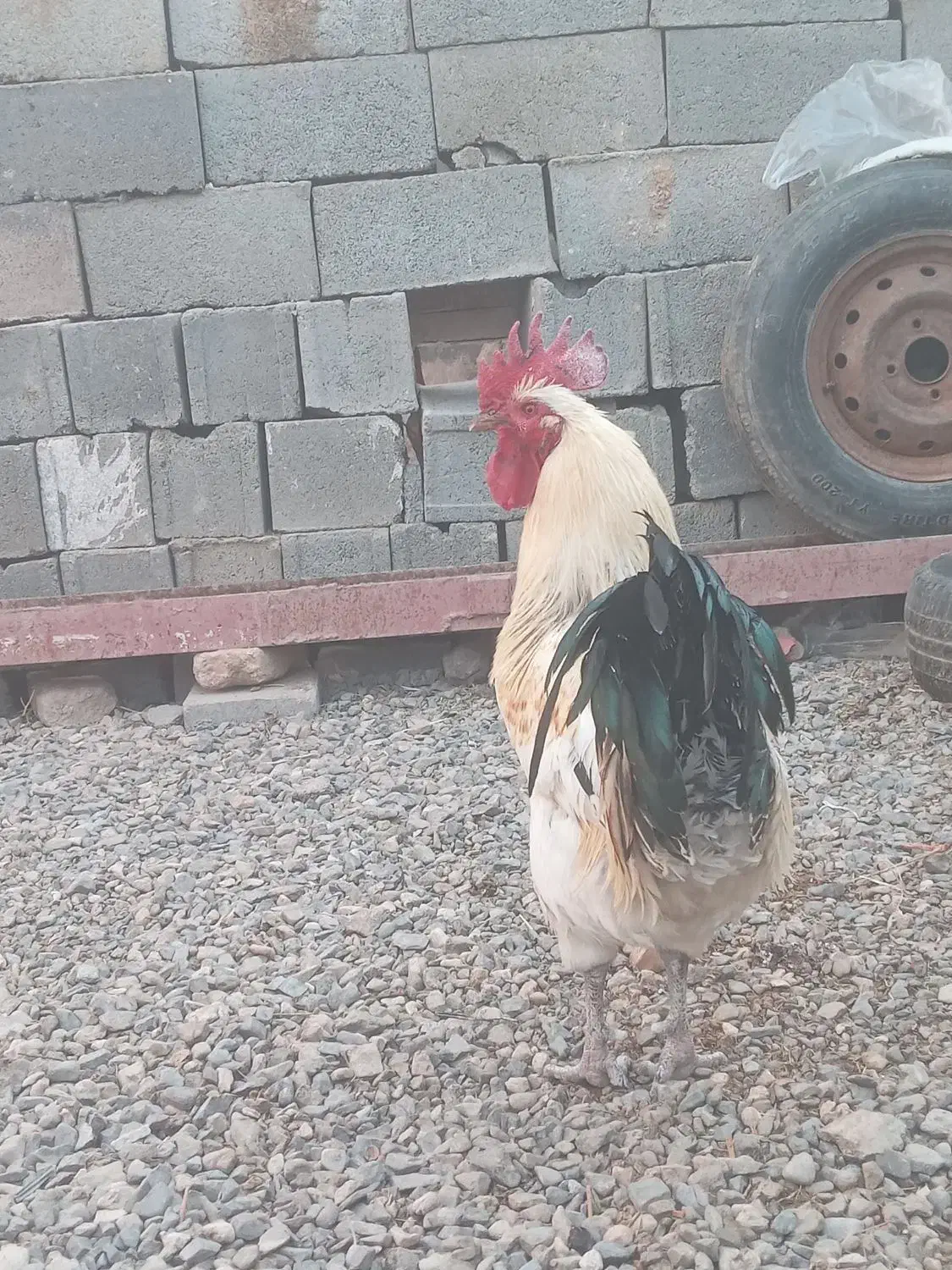 با مرغم معاوضه میکنی|حیوانات مزرعه|تربت جام, میان جام|دیوار