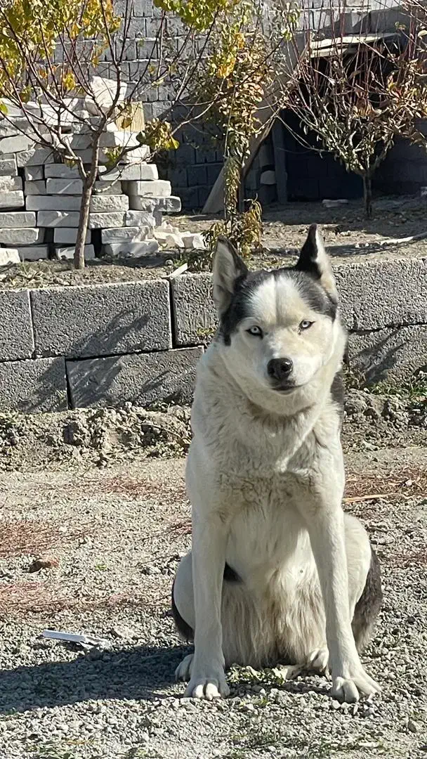 هاسکی|سگ|ارومیه, |دیوار