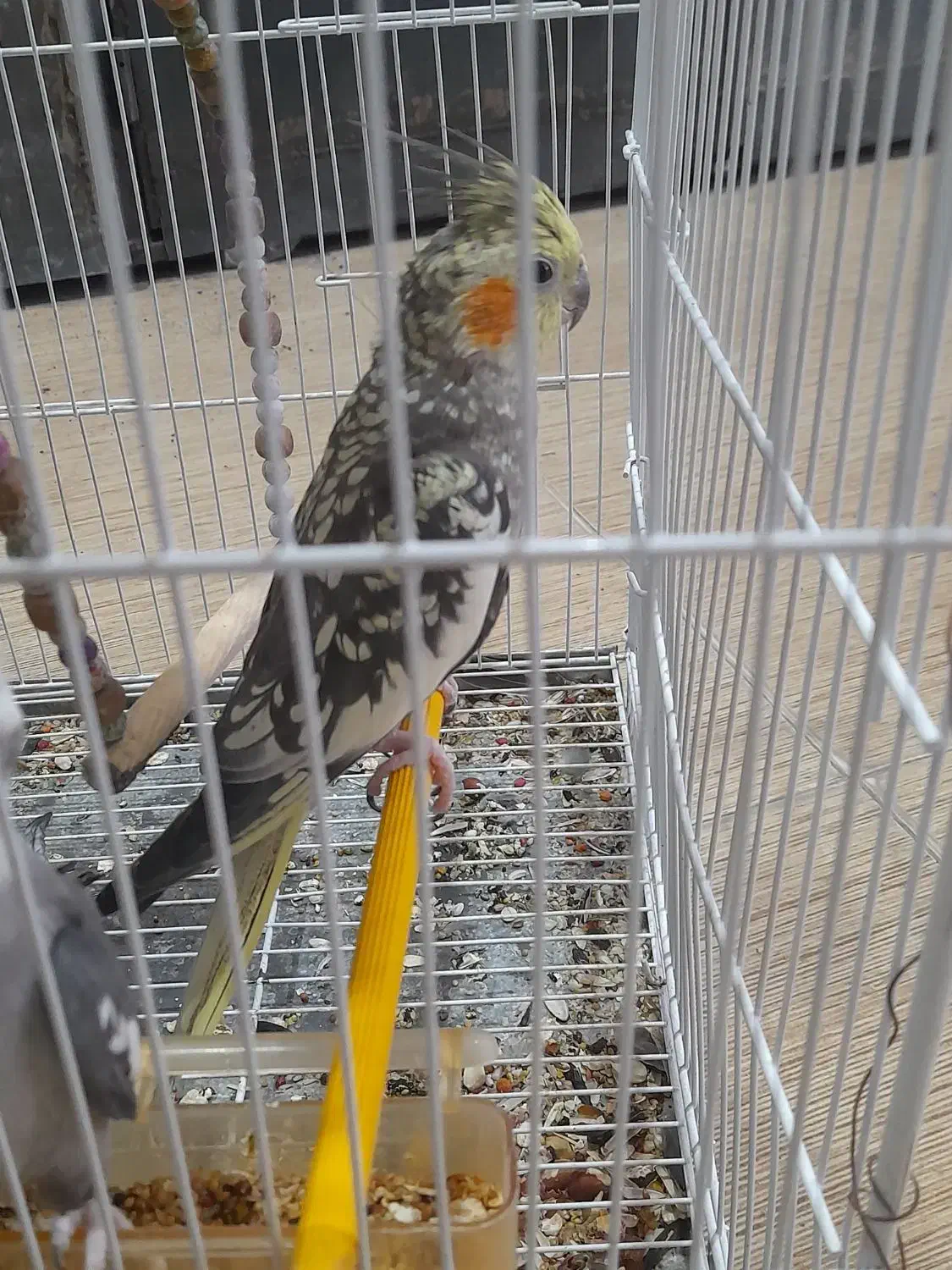 عروس هلندی|پرنده|ایرانشهر, |دیوار