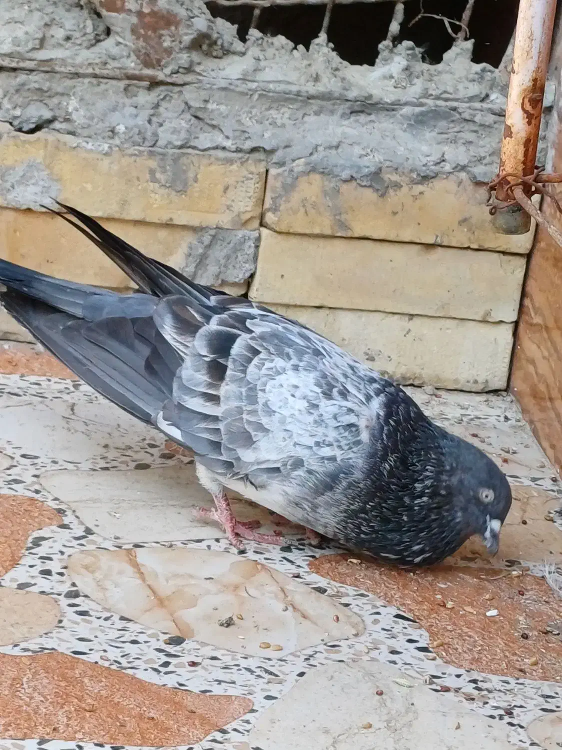 کبوتر|پرنده|خرمشهر, |دیوار