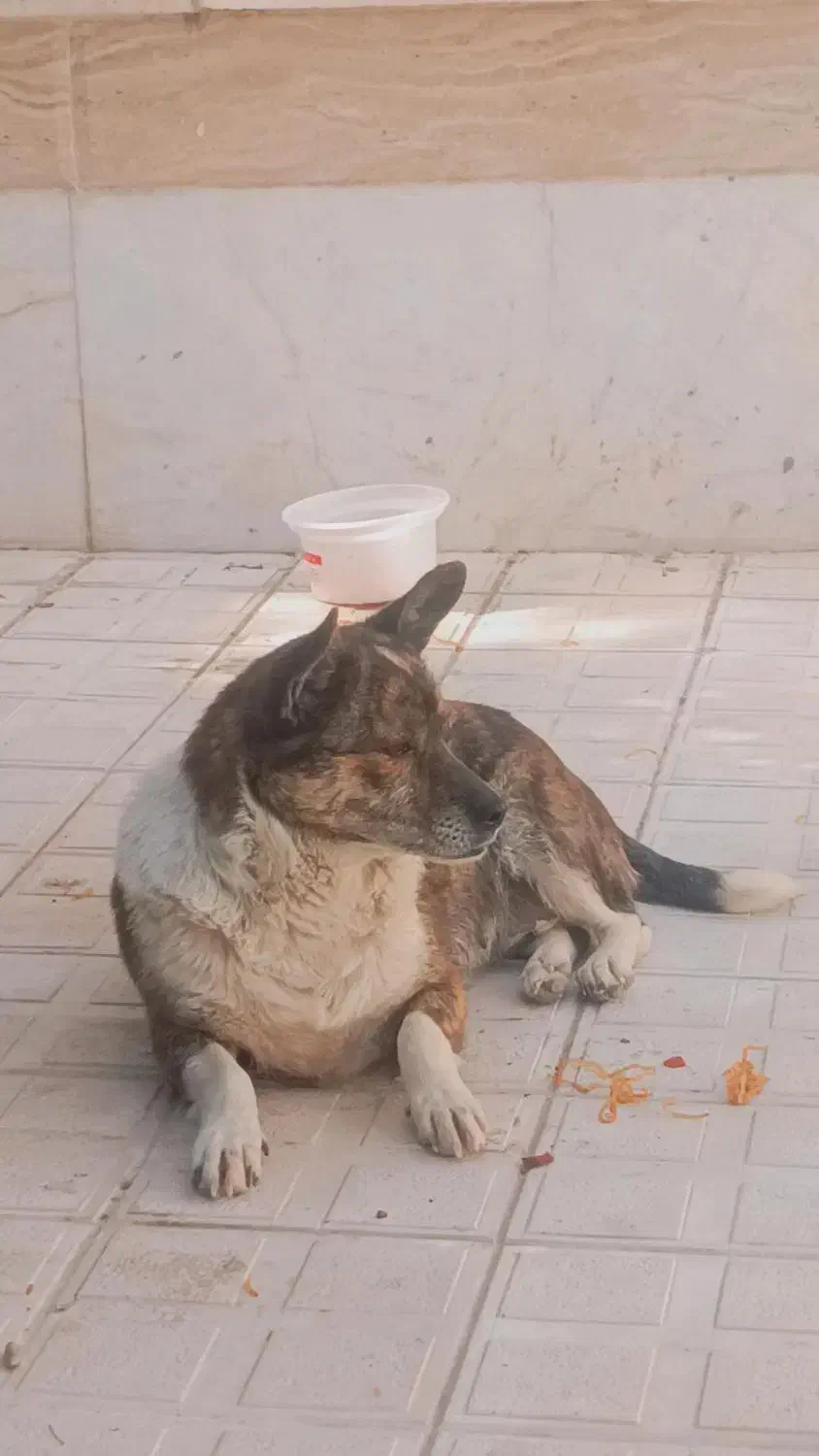 سگ پاکوتاه ماده|سگ|شیروان (خراسان), |دیوار