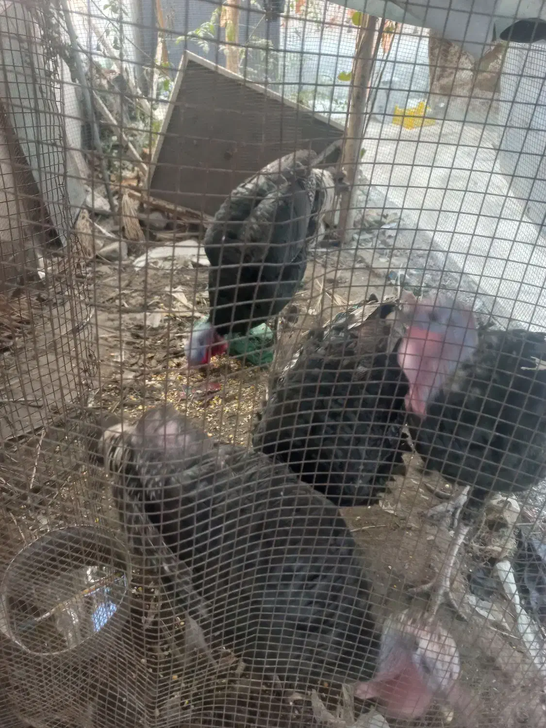 بوقلمو|حیوانات مزرعه|میناب, |دیوار