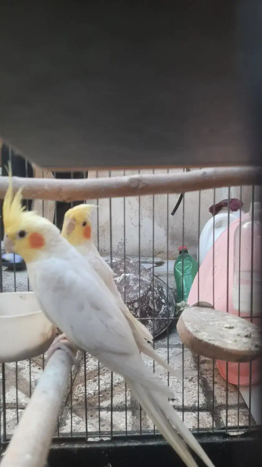 سلام یه جفت طوطی عروس با قفس بخاطر کمبود جا|پرنده|اقبالیه, |دیوار