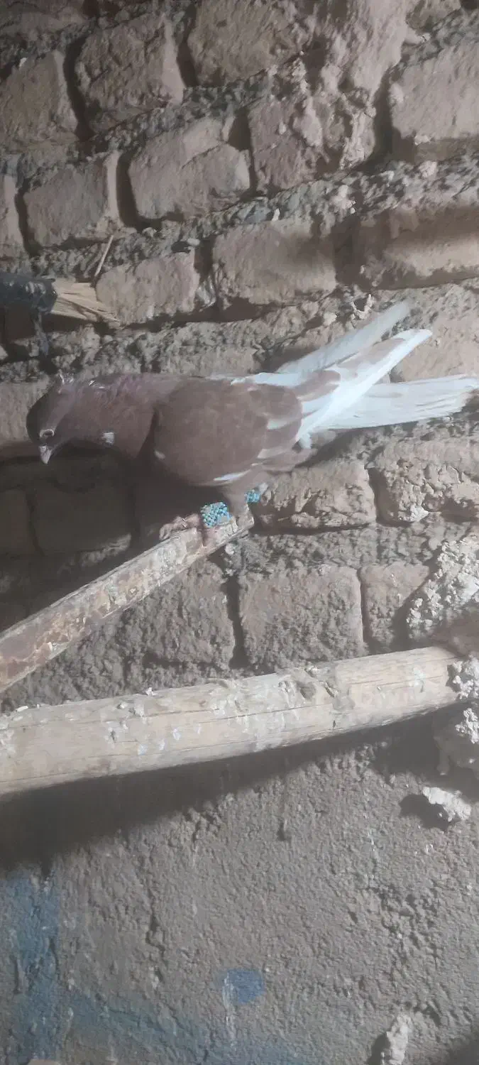 کفتر کبوتر|پرنده|نیشابور, مبارکه|دیوار