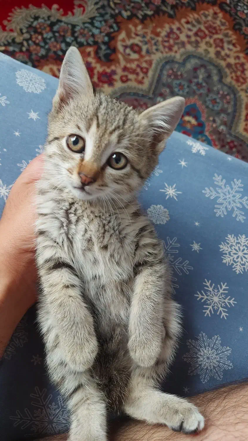 واگذاری بچه گربه نژاد دی اس اچ|گربه|نور, |دیوار