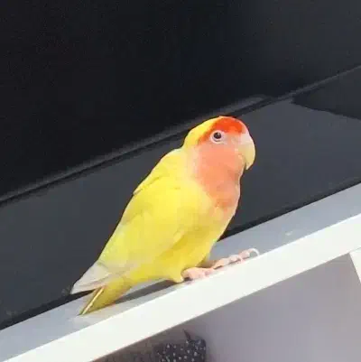 پرنده طوطی تربیت شده جوان|پرنده|زنجان, |دیوار