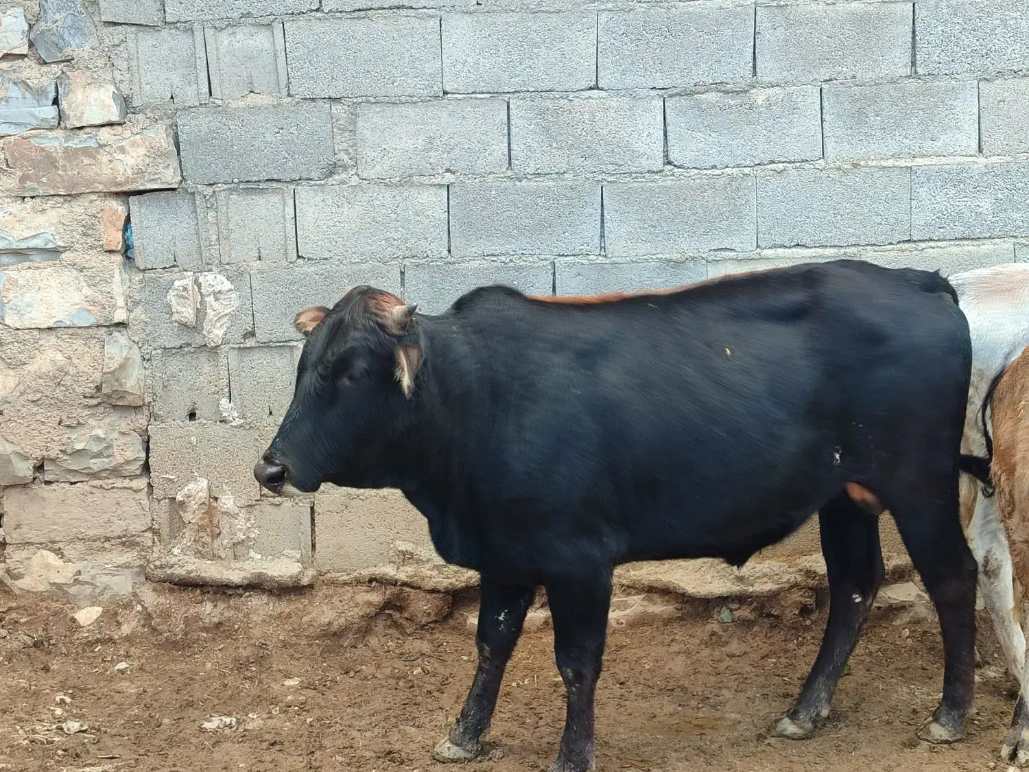 گاو|حیوانات مزرعه|جوانرود, |دیوار