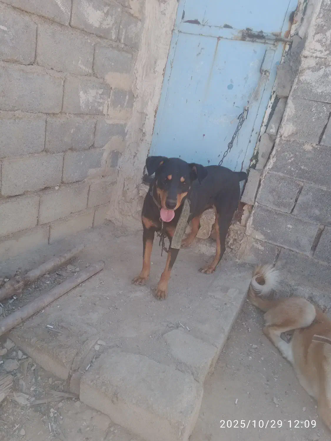 دوبرمن سحرایی|سگ|بهبهان, |دیوار