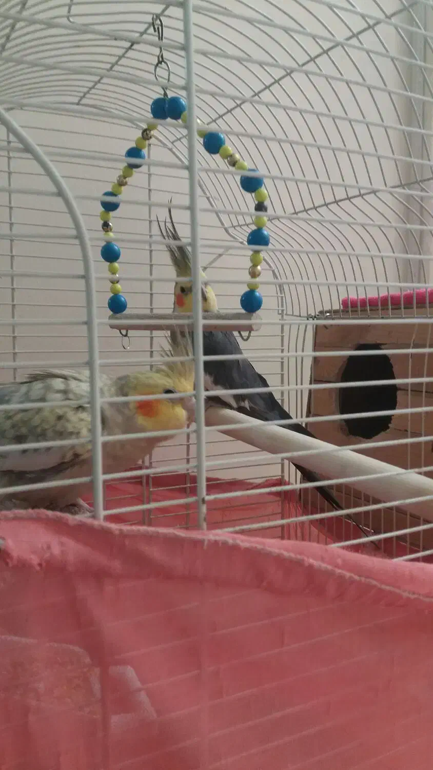 عروس هلندی جفت باقفس و وسایل|پرنده|ری, شهادت|دیوار