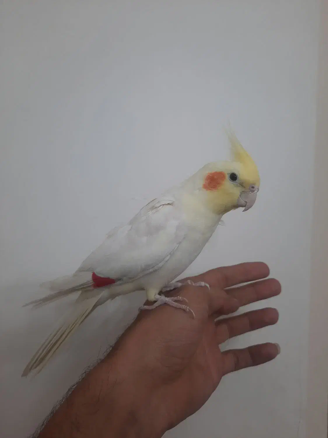 عروس هلندی نر و دستی و سرلاکی|پرنده|تاکستان, |دیوار