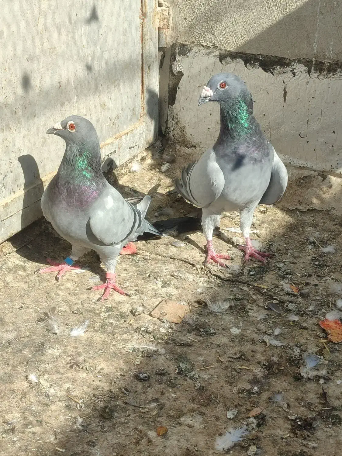 کفتر جفتی|پرنده|شیراز, کرونی(خاتونک)|دیوار