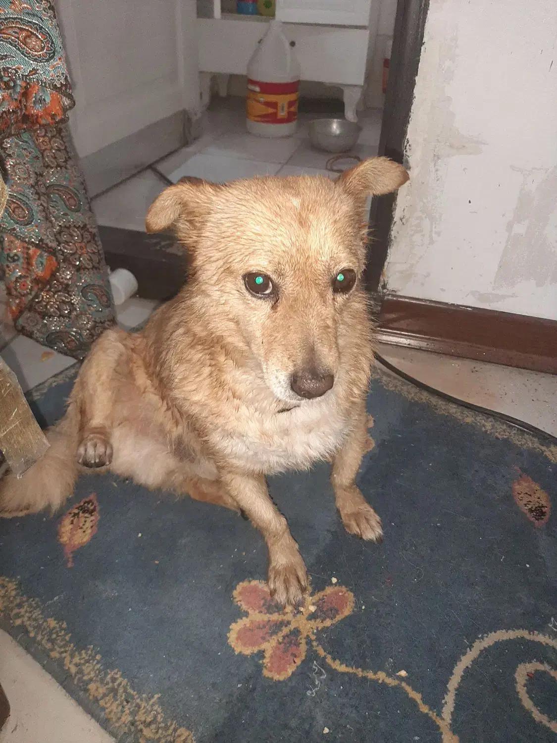 واگزار سگ اصلی|سگ|پرند, فاز ۵|دیوار