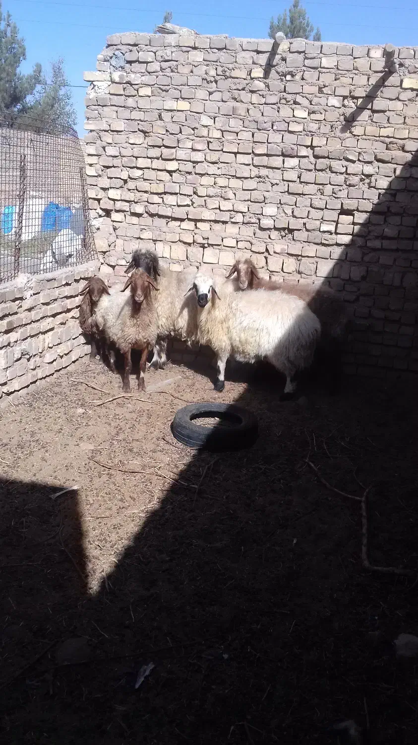 فروش بره|حیوانات مزرعه|اردکان, |دیوار
