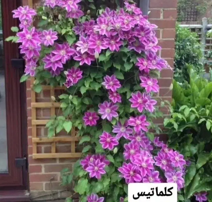 دشت بهشت|گل و گیاه طبیعی|کرج, مطهری|دیوار