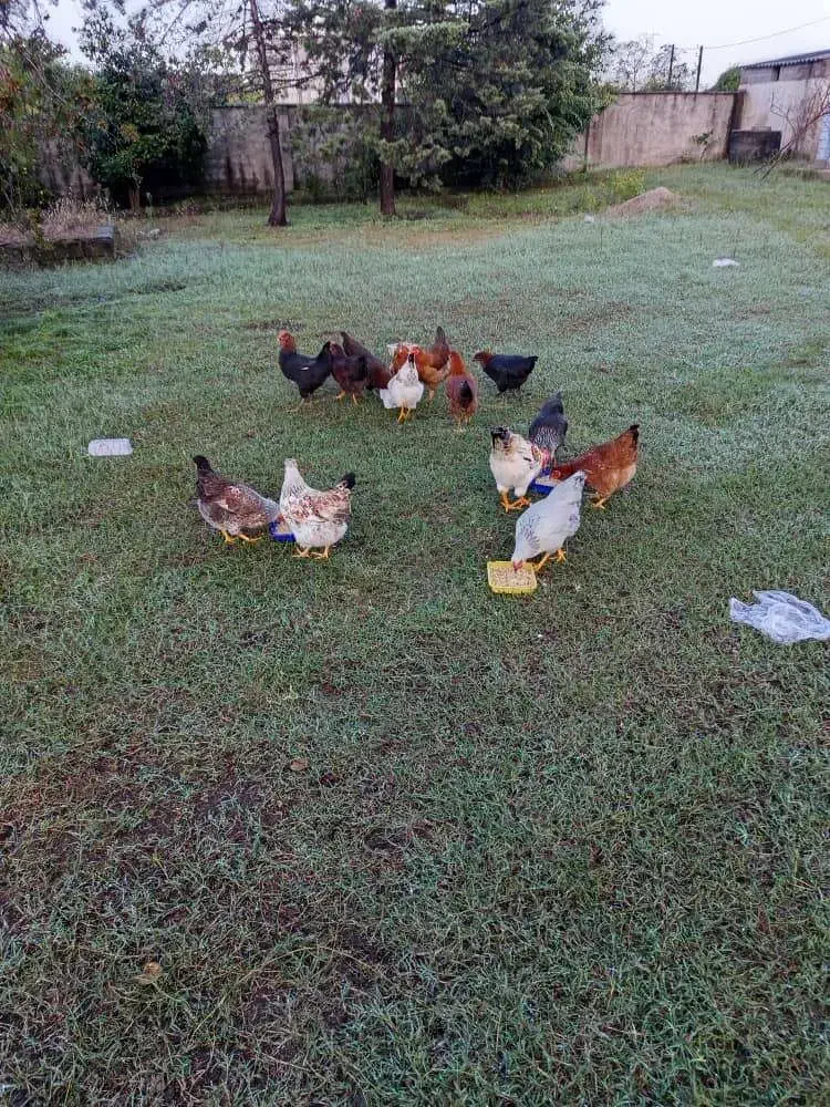 مرغ و خروس|حیوانات مزرعه|رضوانشهر, |دیوار