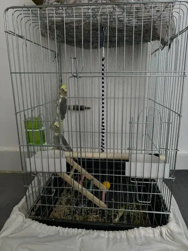 پرنده هلندی|پرنده|هشتگرد, تهران دشت|دیوار